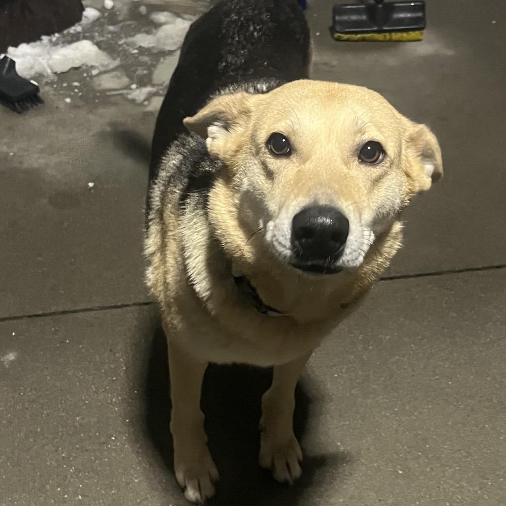 Pheona, Adoptable, Adult Female Mixed Breed.