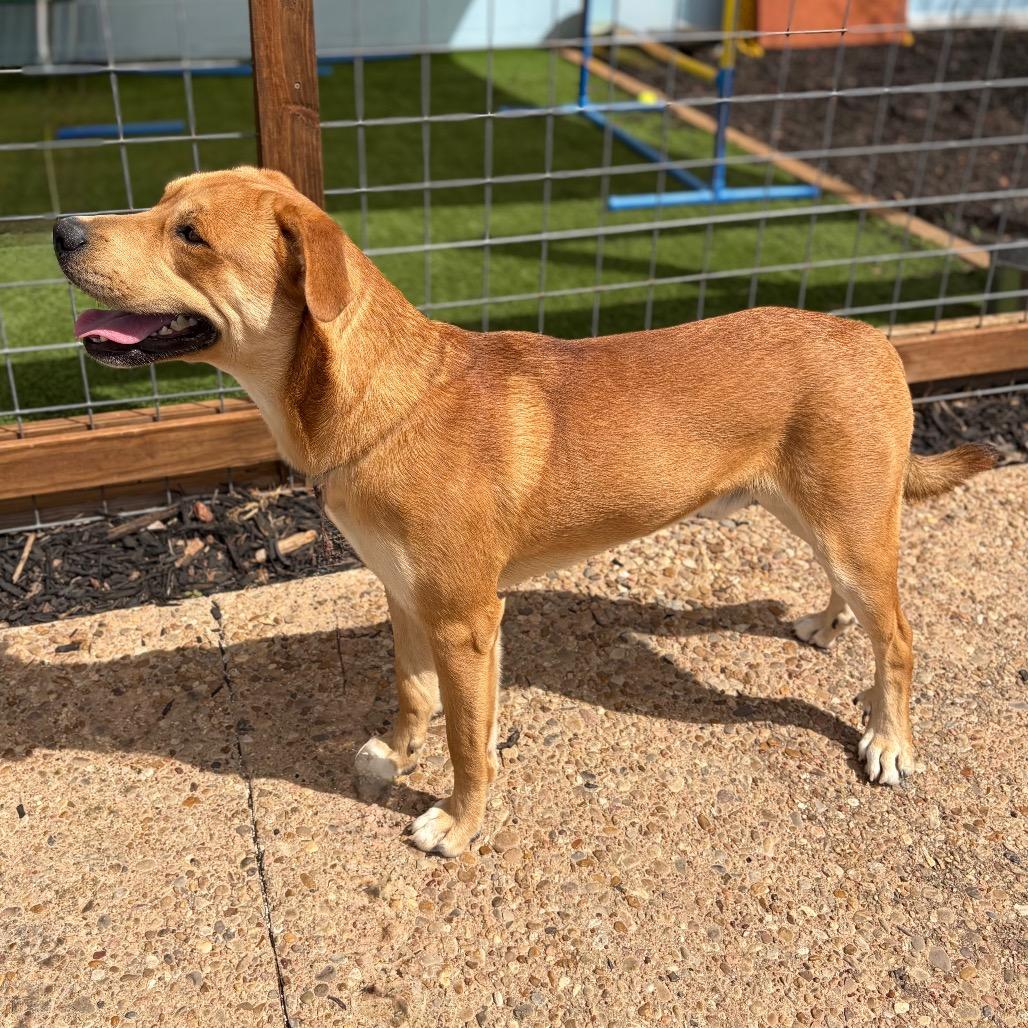Tater 26-01-092, Adoptable, Adult Male Husky & Labrador Retriever.