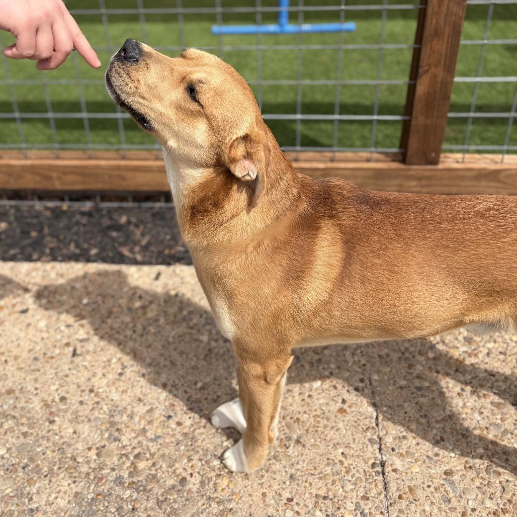 Tater 26-01-092, a Adoptable mixed breed in Bastrop, TX image 2/6