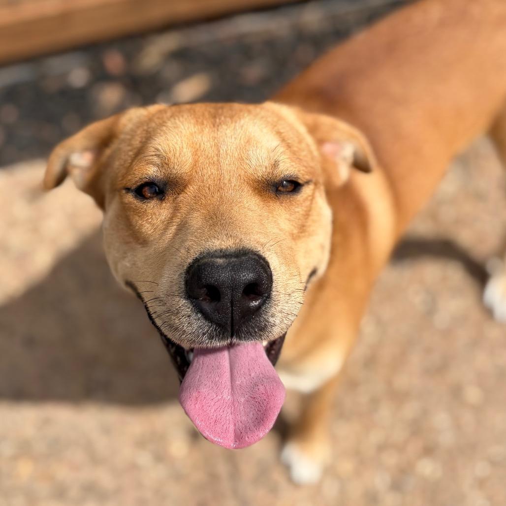 Tater 26-01-092, a Adoptable mixed breed in Bastrop, TX image 4/6