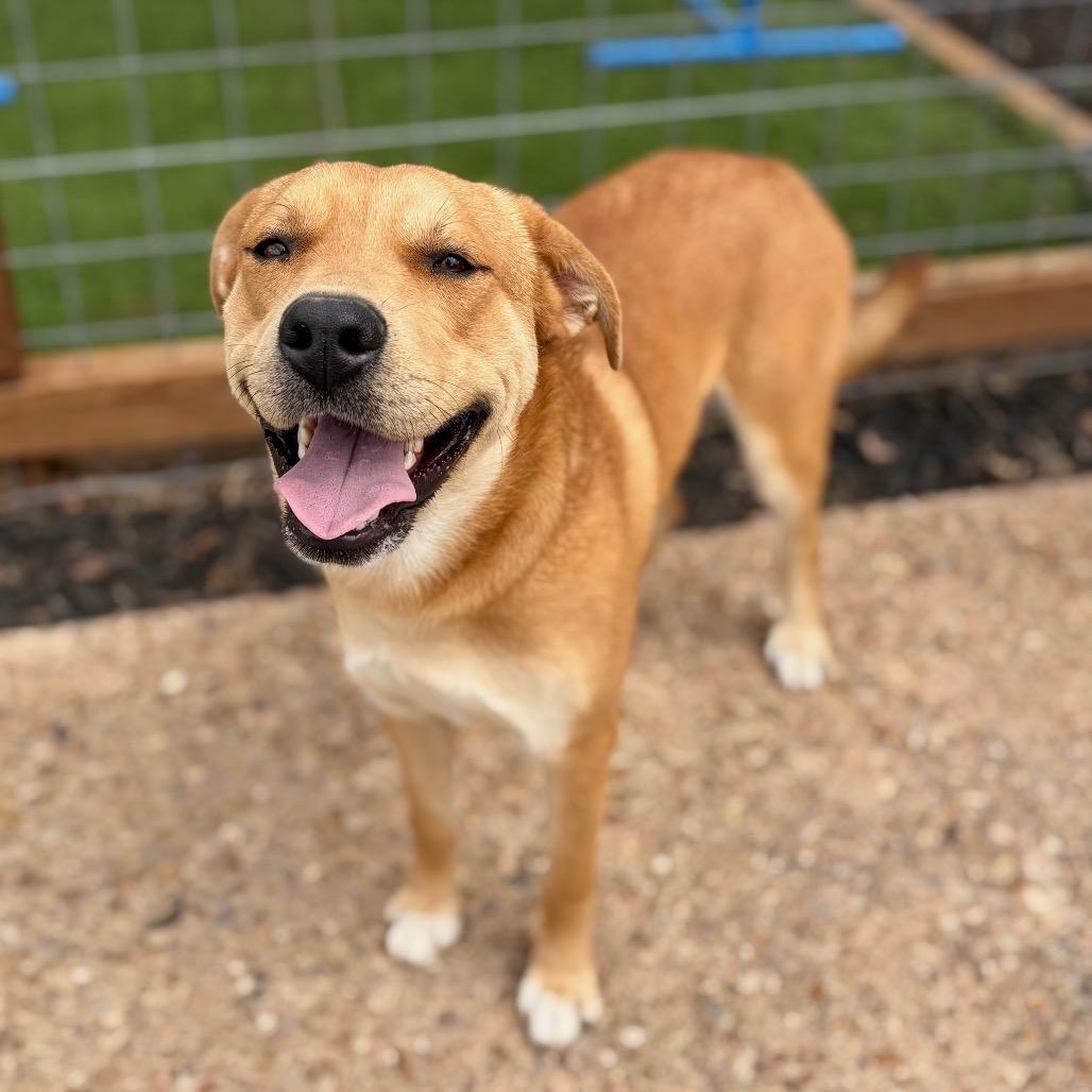Tater 26-01-092, a Adoptable mixed breed in Bastrop, TX image 5/6
