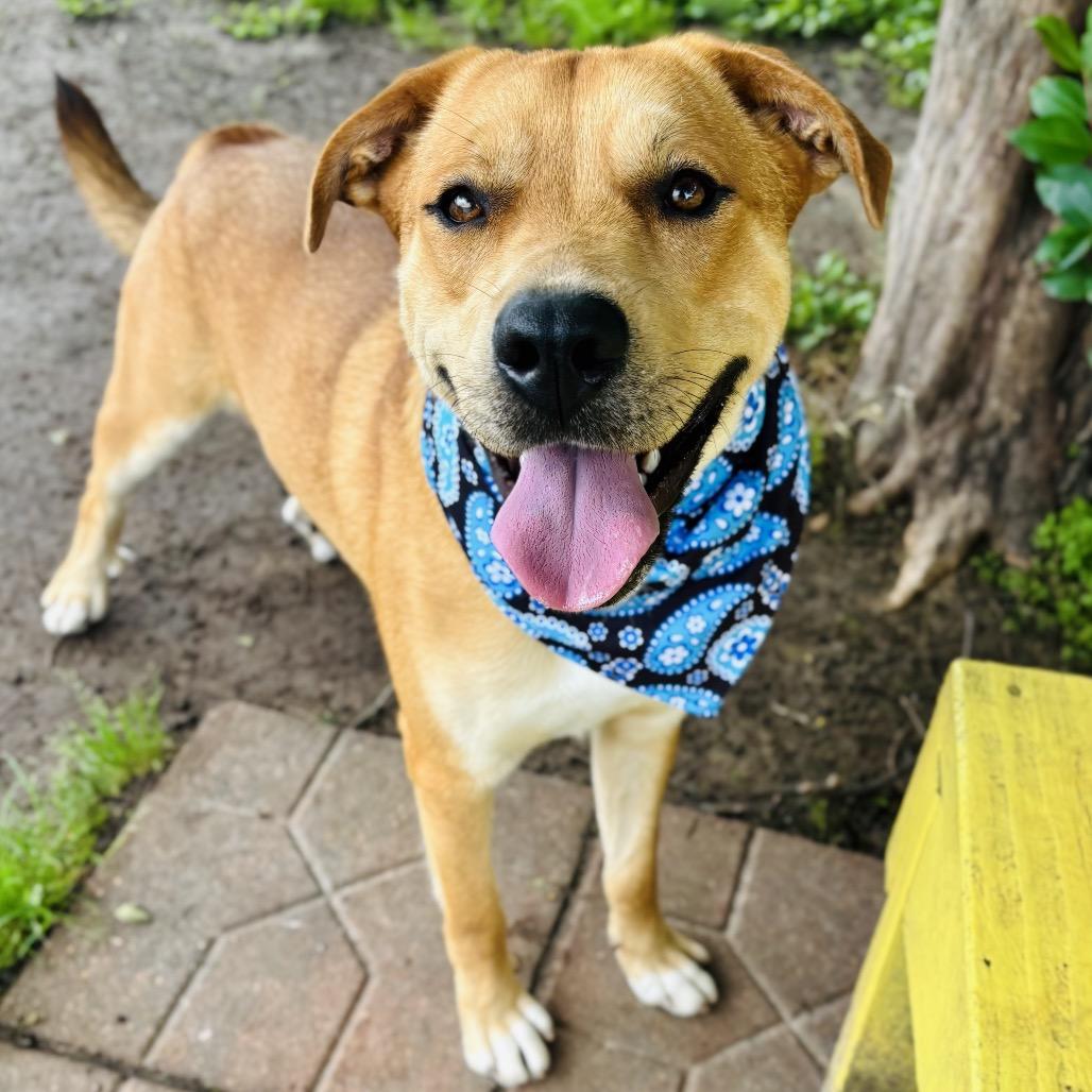 Tater 26-01-092, a Adoptable mixed breed in Bastrop, TX image 6/6