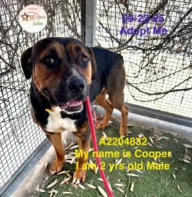 Enlarge COOPER, a Adoptable mixed breed in Los Angeles, CA image 1/1