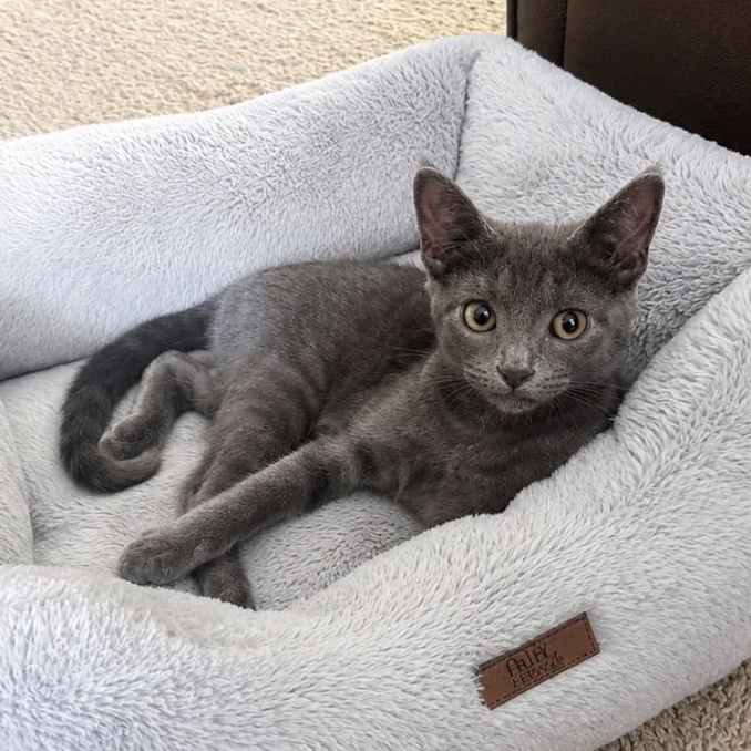 King Triton - Adopted 8/15/26, an adopted mixed breed in Woodhaven, MI image 2/3