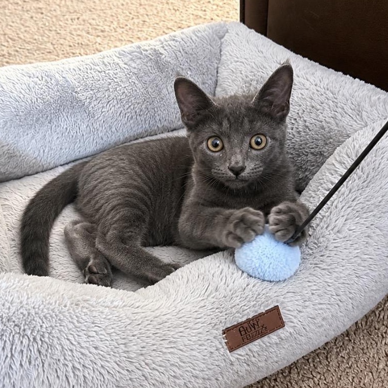 King Triton - Adopted 8/15/26, an adopted mixed breed in Woodhaven, MI image 1/3