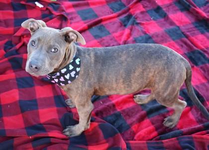 Deli, an adopted Mixed Breed in Athens, GA image 3/3