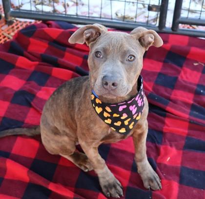 Deli, an adopted Mixed Breed in Athens, GA image 2/3