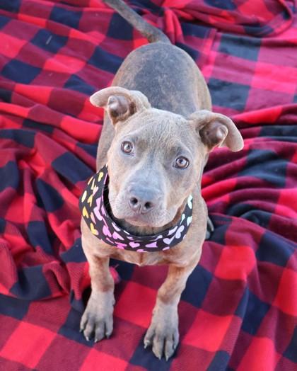 Deli, an adopted Mixed Breed in Athens, GA image 1/3