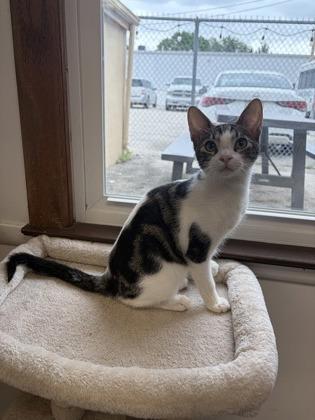 Enlarge Yahtzee, a Adoptable mixed breed in Burlington, WI image 1/3