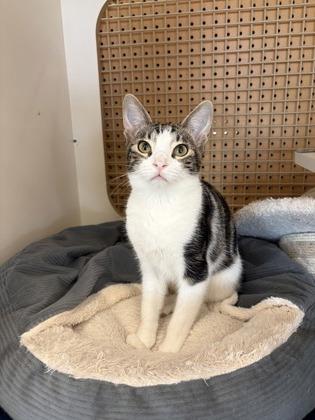 Enlarge Yahtzee, a Adoptable mixed breed in Burlington, WI image 2/3