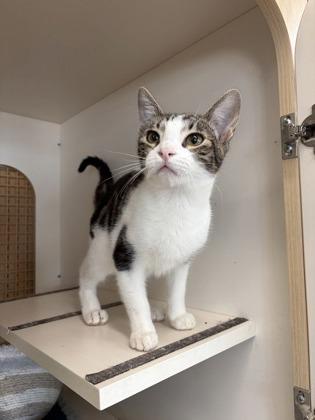 Enlarge Yahtzee, a Adoptable mixed breed in Burlington, WI image 3/3
