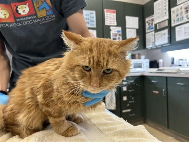 ROLLIE — thumbnail 2