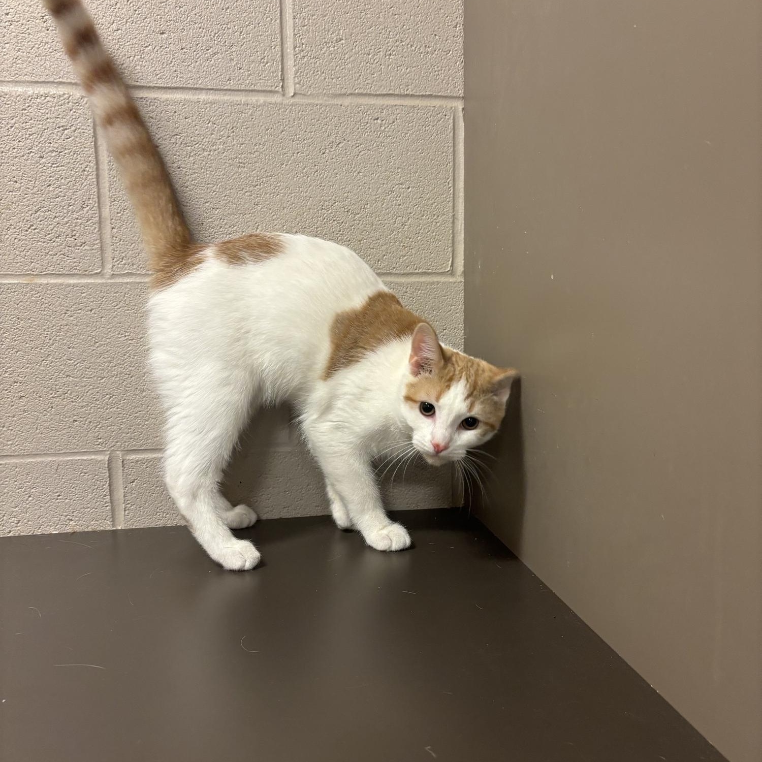 Enlarge Thumbs CS-287/26, a Adoptable mixed breed in Burlington, ON image 3/3