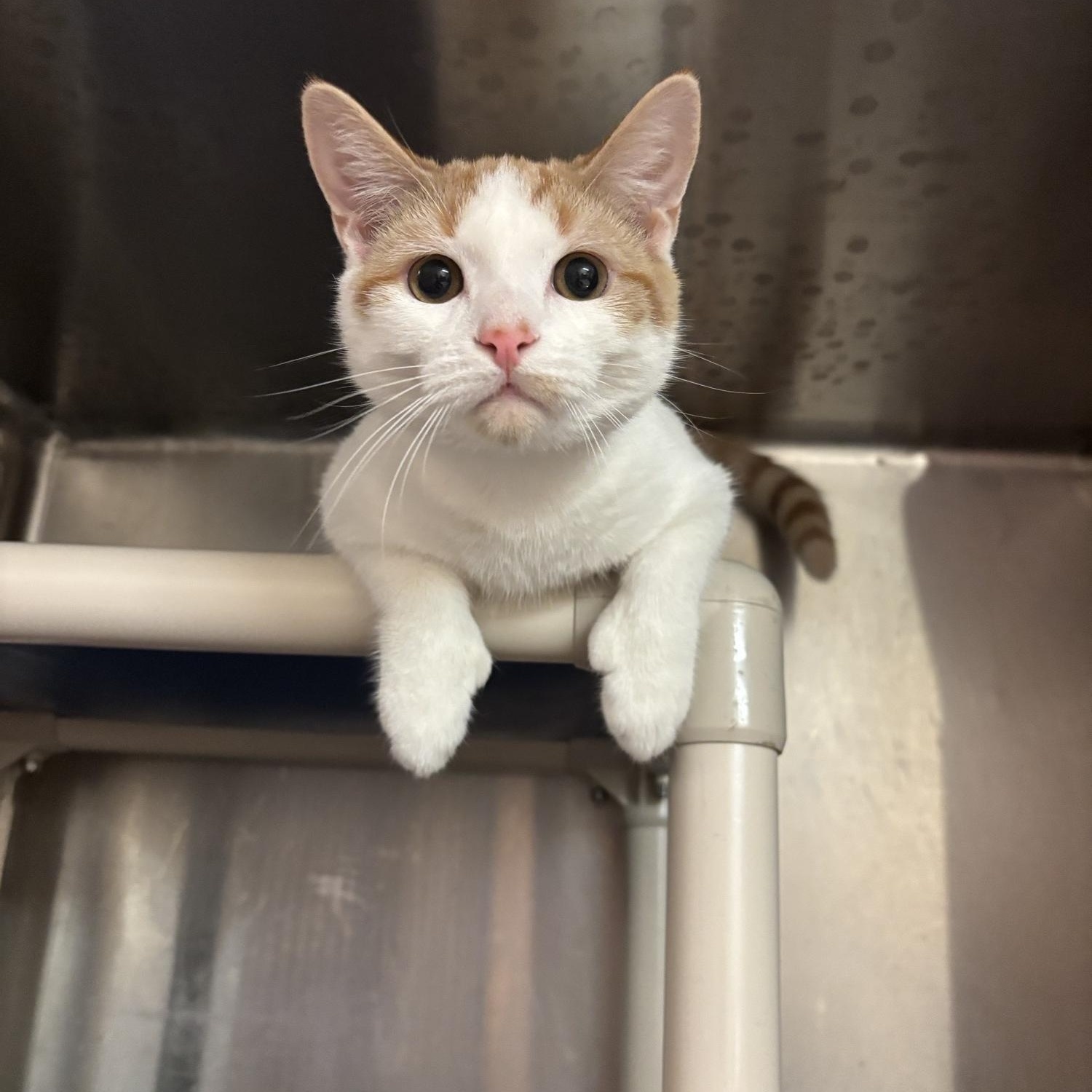 Thumbs CS-287/26, Adoptable, Young Male Domestic Short Hair & Extra-Toes Cat / Hemingway Polydactyl.