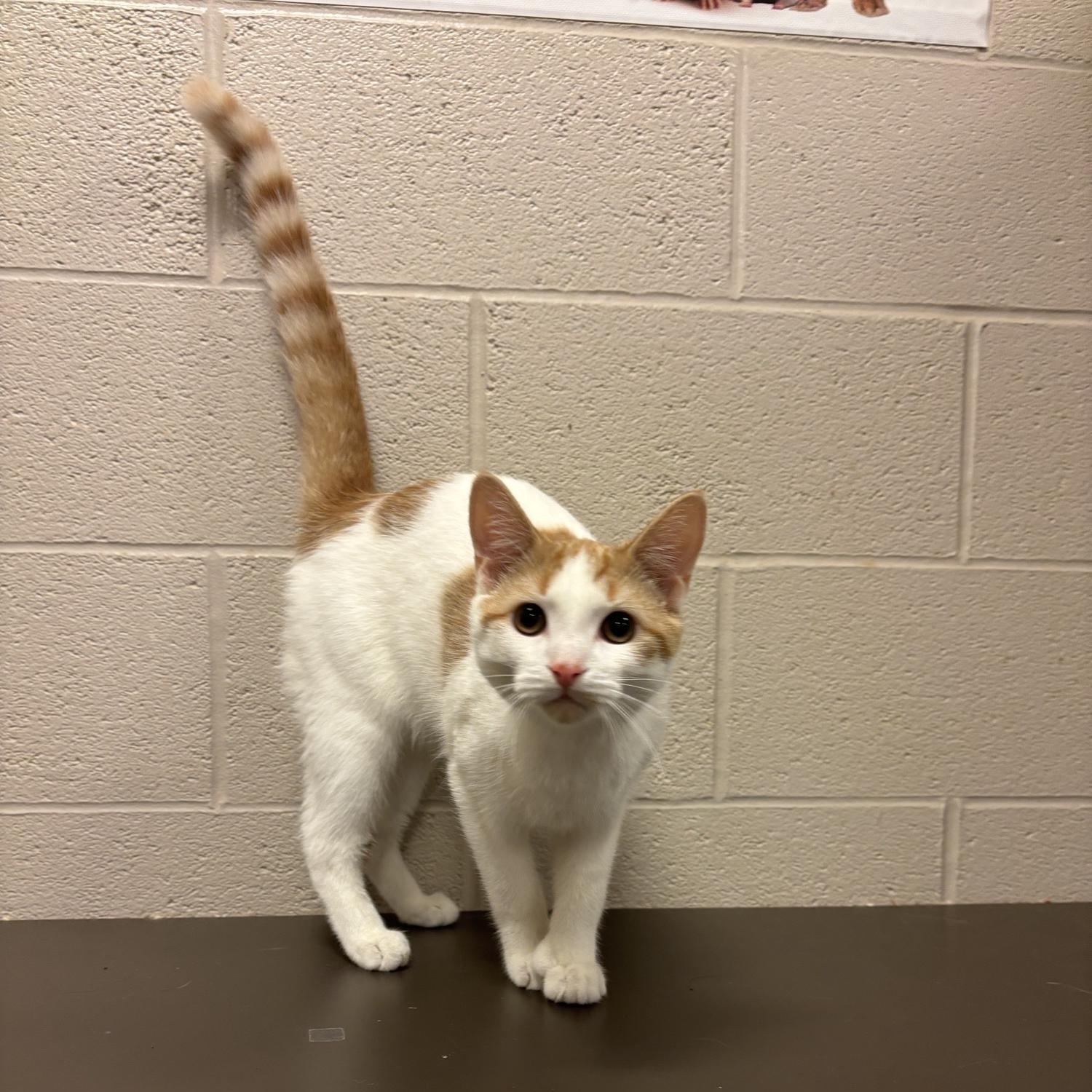 Enlarge Thumbs CS-287/26, a Adoptable mixed breed in Burlington, ON image 2/3