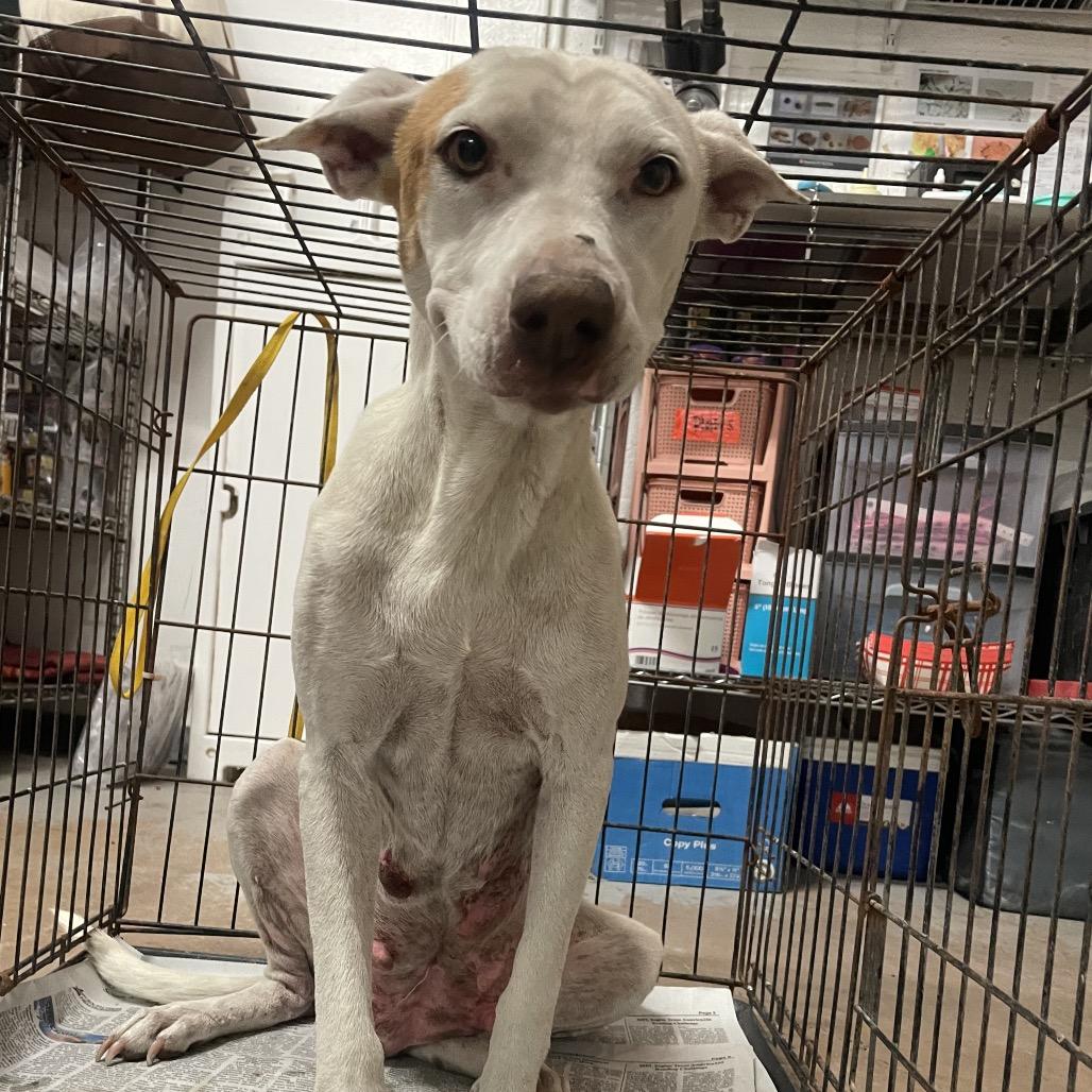 Cottonelle (Guera), Adoptable, Senior Female Pit Bull Terrier & Mixed Breed.