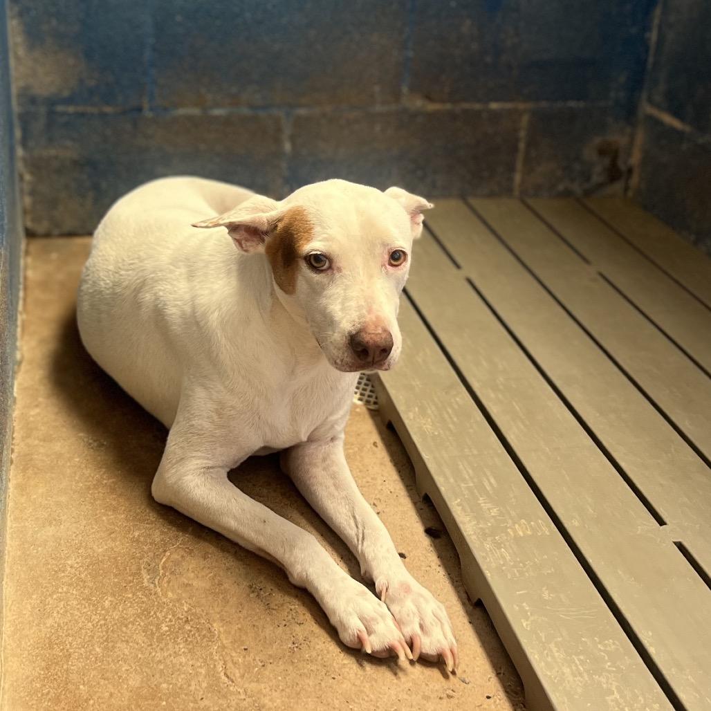 Enlarge Cottonelle (Guera), a Adoptable mixed breed in Edinburg, TX image 2/6