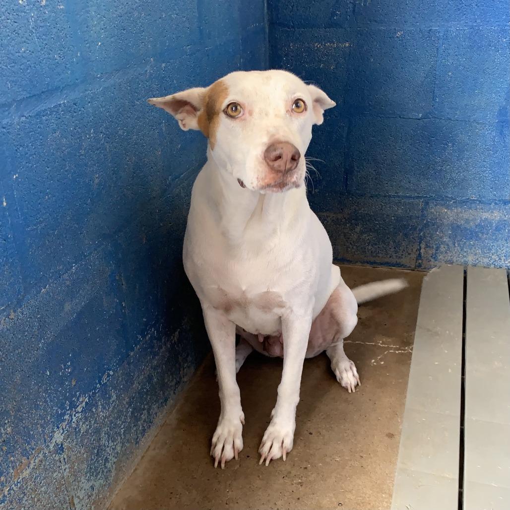 Enlarge Cottonelle (Guera), a Adoptable mixed breed in Edinburg, TX image 3/6