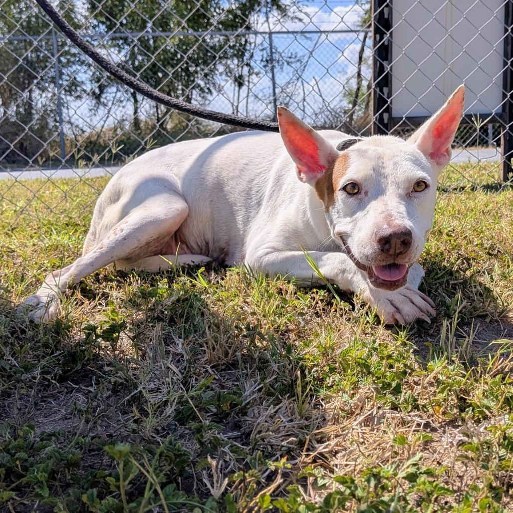 Enlarge Cottonelle (Guera), a Adoptable mixed breed in Edinburg, TX image 4/6