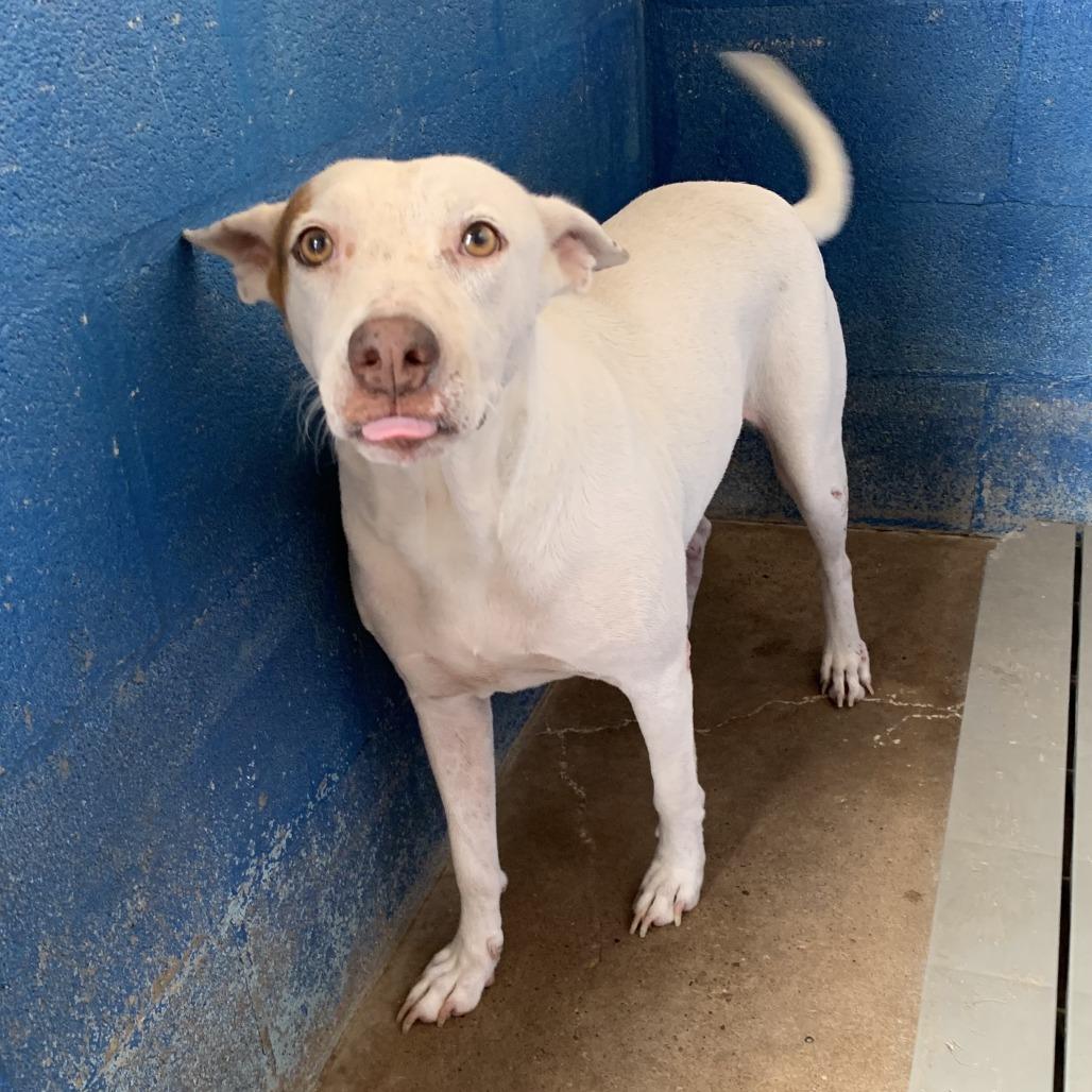 Enlarge Cottonelle (Guera), a Adoptable mixed breed in Edinburg, TX image 5/6