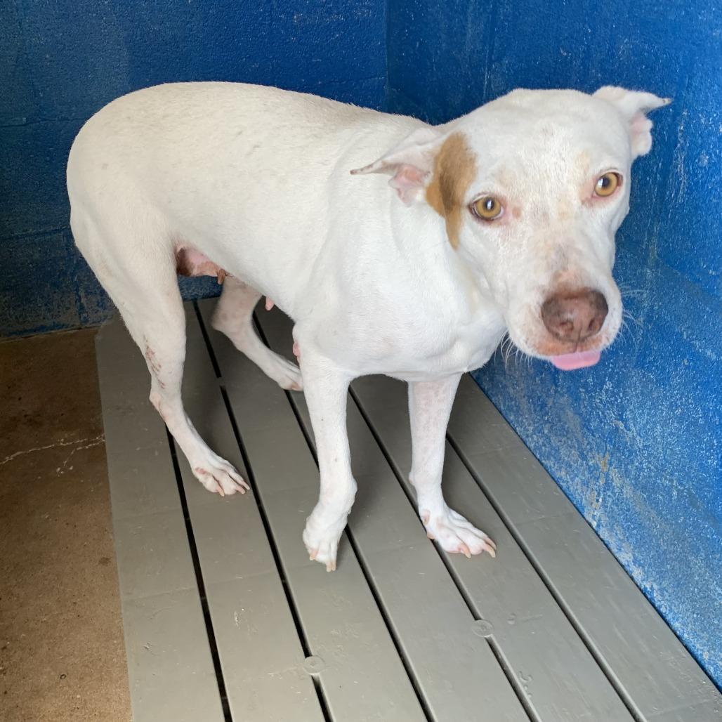 Enlarge Cottonelle (Guera), a Adoptable mixed breed in Edinburg, TX image 6/6