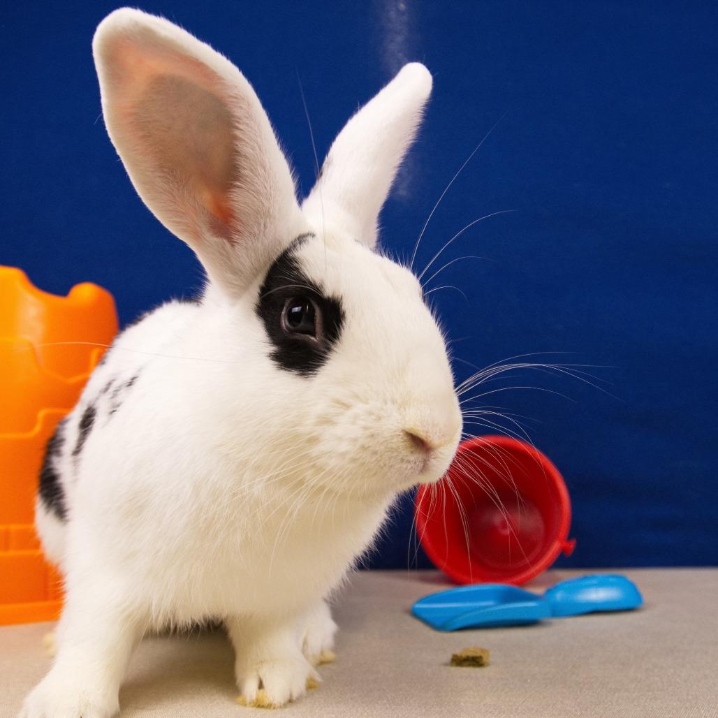 Enlarge Cirrus, a Adoptable Bunny Rabbit in Newport, PA image 1/4