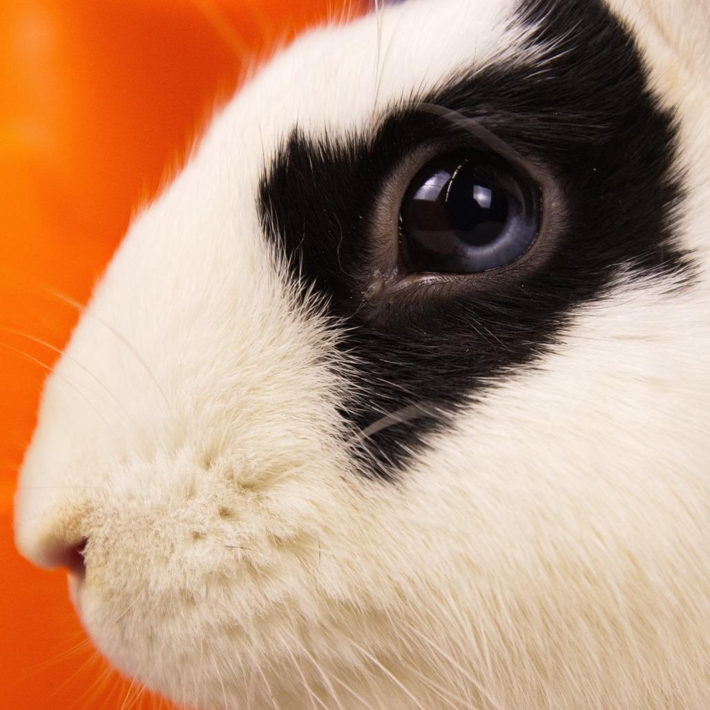 Enlarge Cirrus, a Adoptable Bunny Rabbit in Newport, PA image 2/4