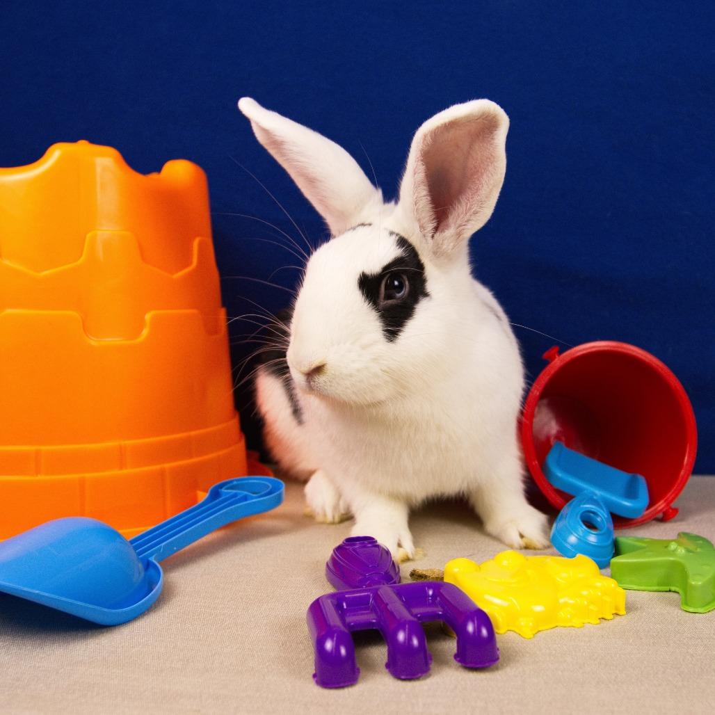 Enlarge Cirrus, a Adoptable Bunny Rabbit in Newport, PA image 3/4