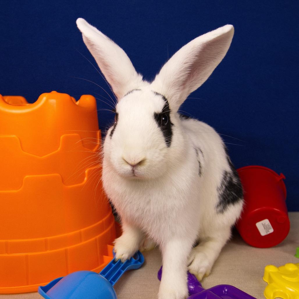 Enlarge Cirrus, a Adoptable Bunny Rabbit in Newport, PA image 4/4