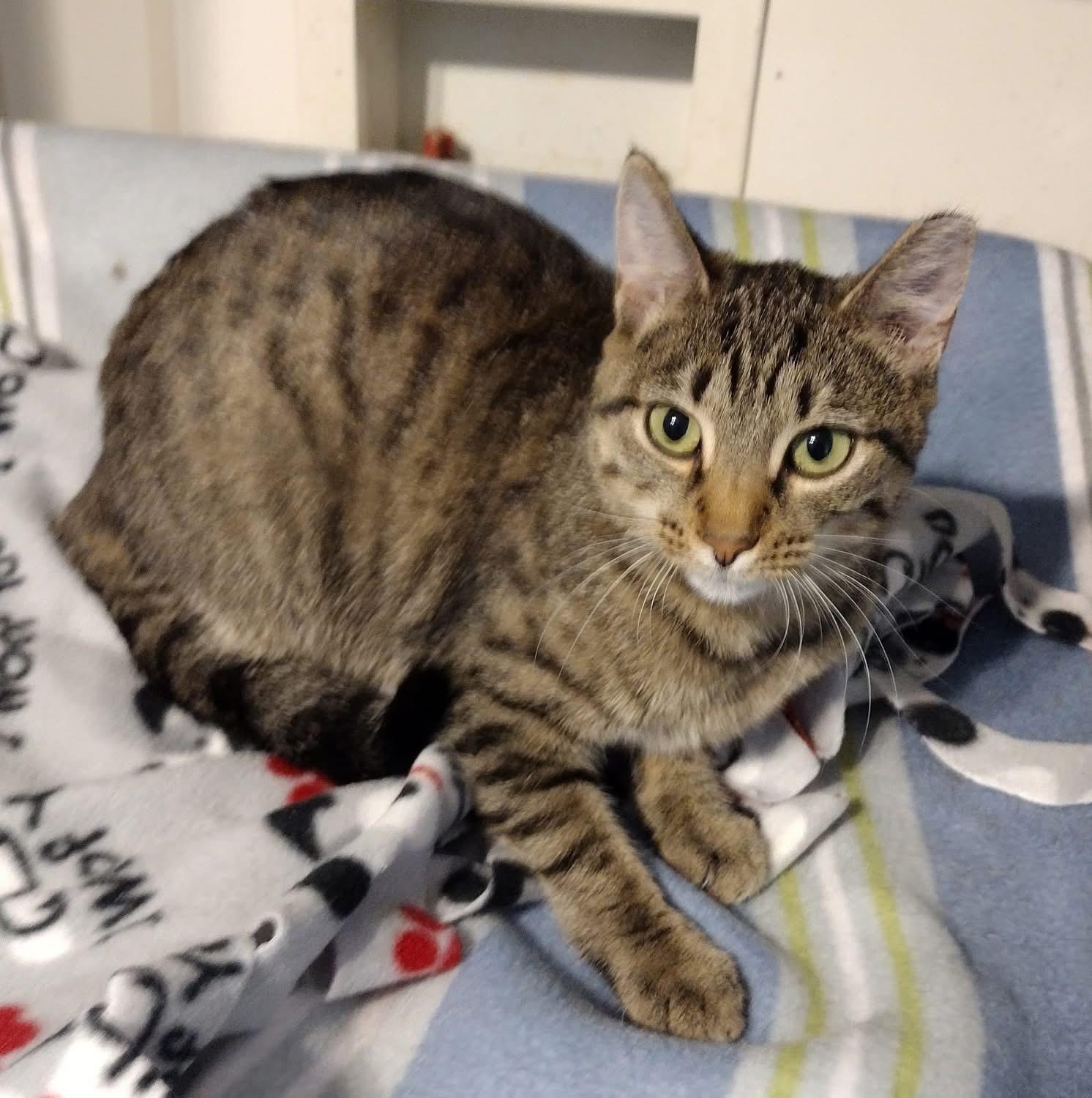 Enlarge Callie, a Adoptable Domestic Short Hair in Louisville, KY image 1/1