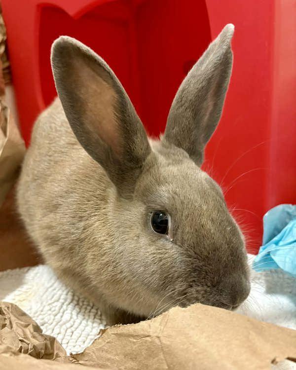 Enlarge Olivia, a Adoptable mixed breed in Novato, CA image 1/3