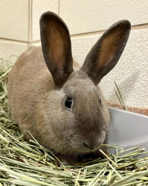 Enlarge Olivia, a Adoptable mixed breed in Novato, CA image 2/3