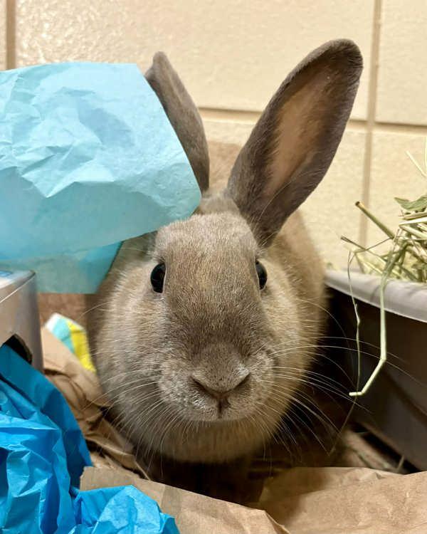 Enlarge Olivia, a Adoptable mixed breed in Novato, CA image 3/3