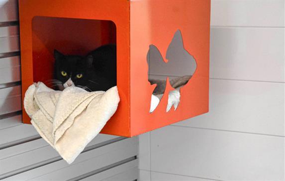 ECLIPSE, Adoptable, Young Female Domestic Short Hair.