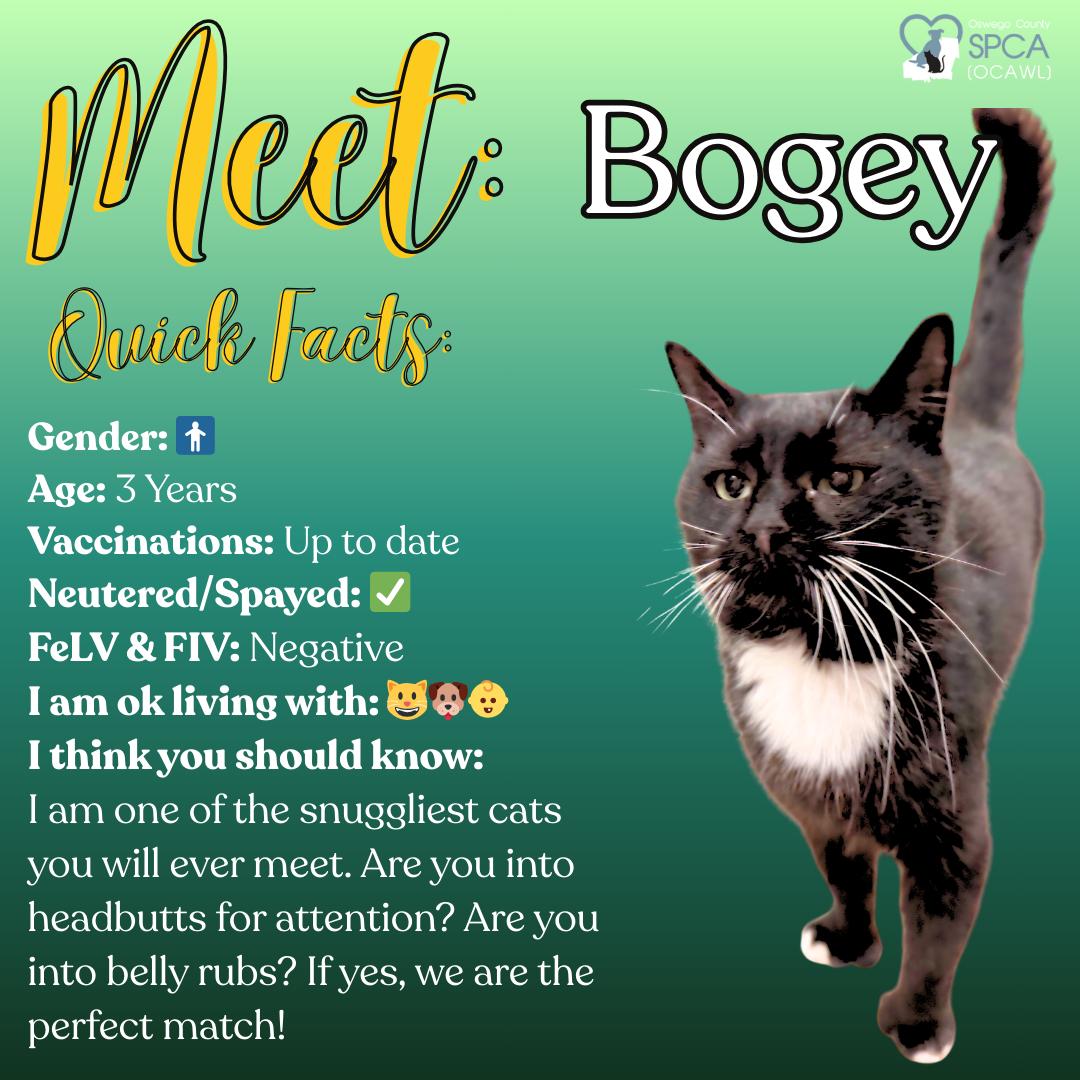 Bogey, Adoptable, Adult Male Tuxedo.