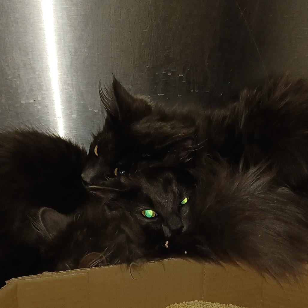 Santos, Adoptable, Young Female Domestic Long Hair.