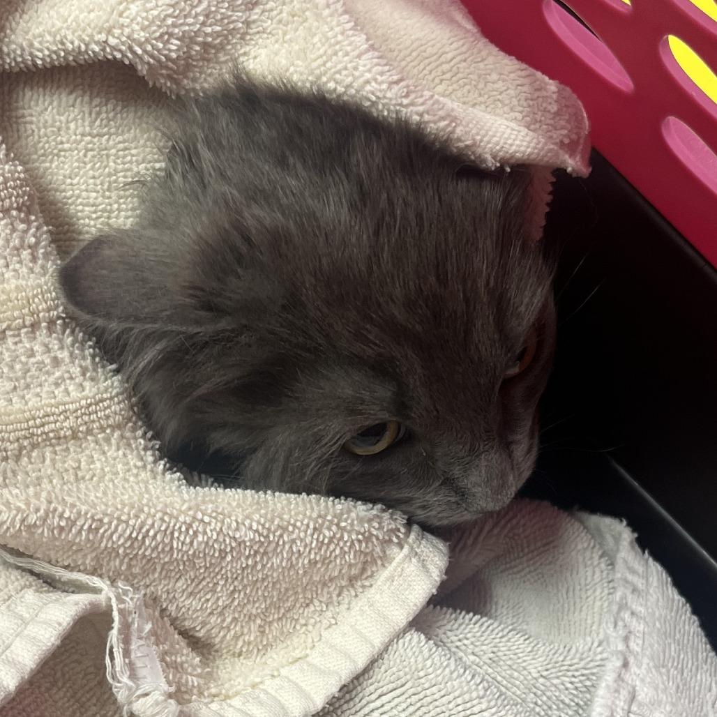Enlarge Santos, a Adoptable Domestic Long Hair in Oak Park, IL image 2/2