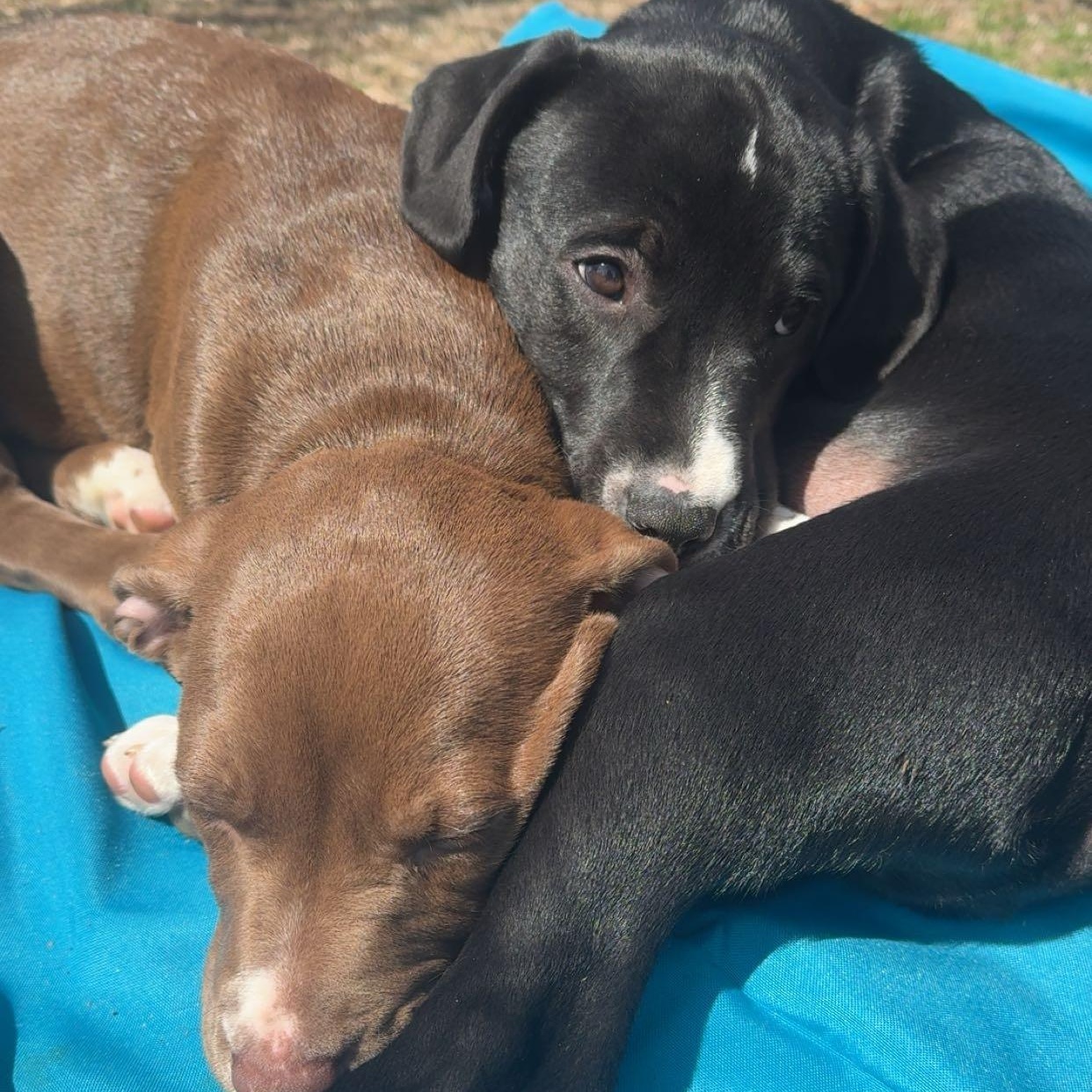 CHUCKIE, a Adoptable mixed breed in Cranston, RI image 2/2