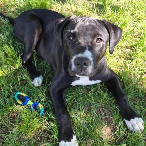 CHUCKIE, a Adoptable mixed breed in Cranston, RI image 1/3