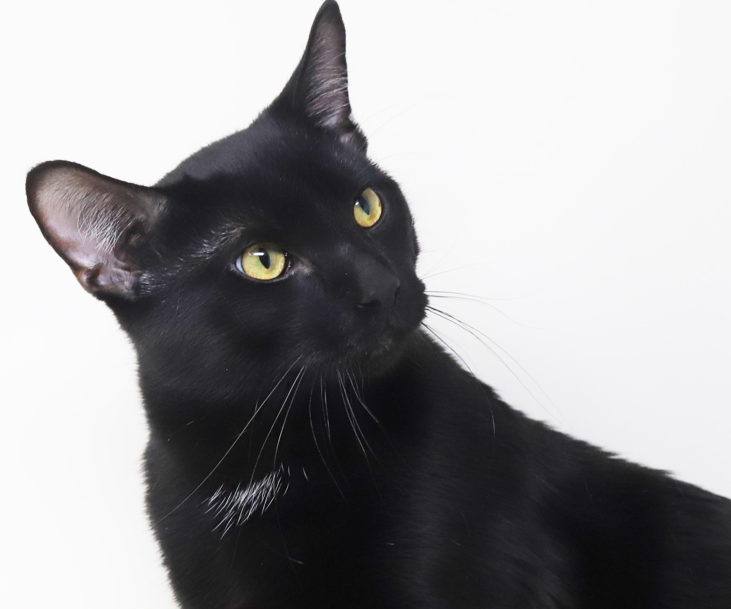 Enlarge Jeckle is nothing less than SPECTACULAR - HUGE GIANT LOVER!  Therapy cat x 10000000, a Adoptable Bombay in Bedford Hills, NY image 6/6