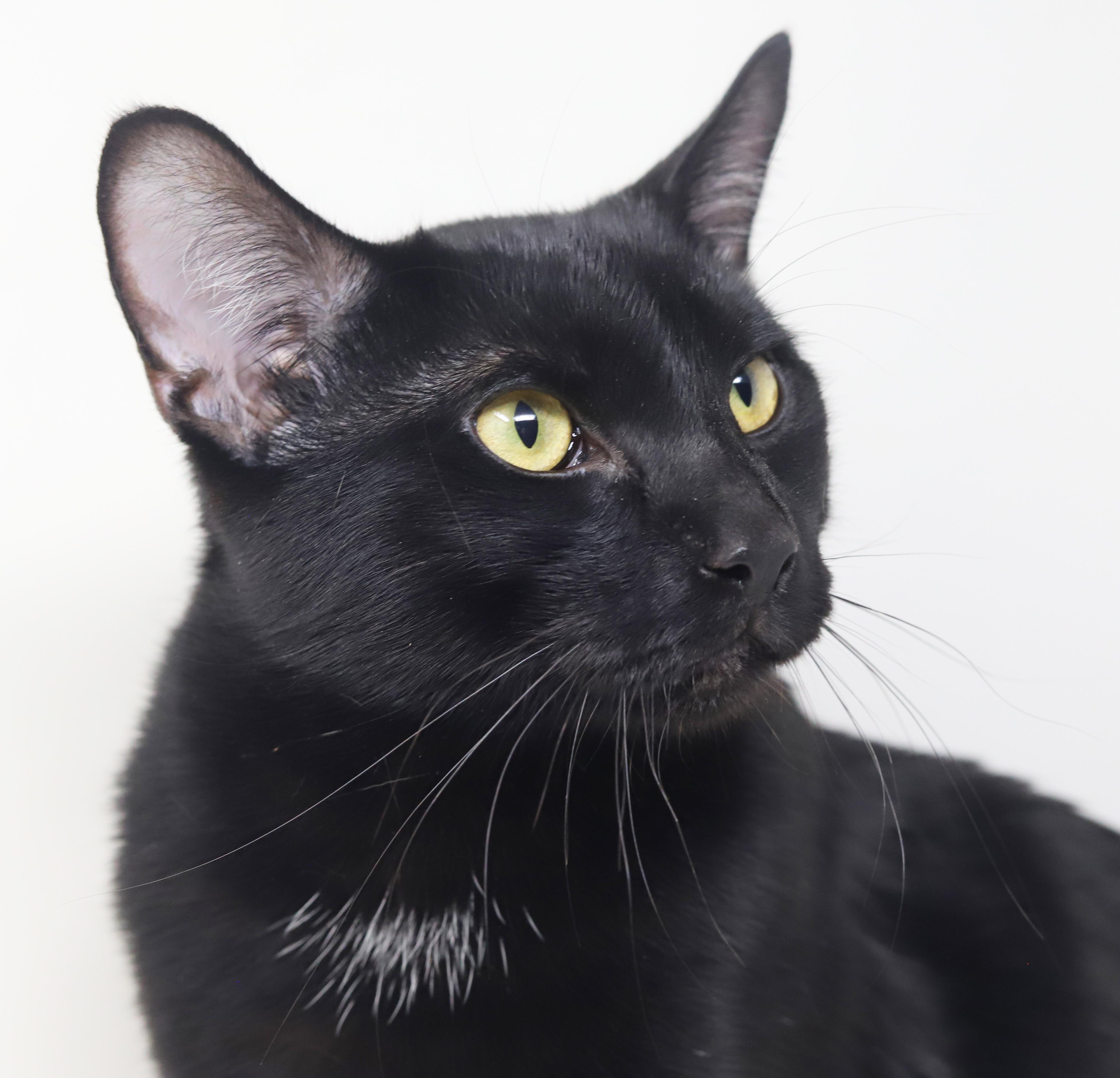 Enlarge Jeckle is nothing less than SPECTACULAR - HUGE GIANT LOVER!  Therapy cat x 10000000, a Adoptable Bombay in Bedford Hills, NY image 2/6