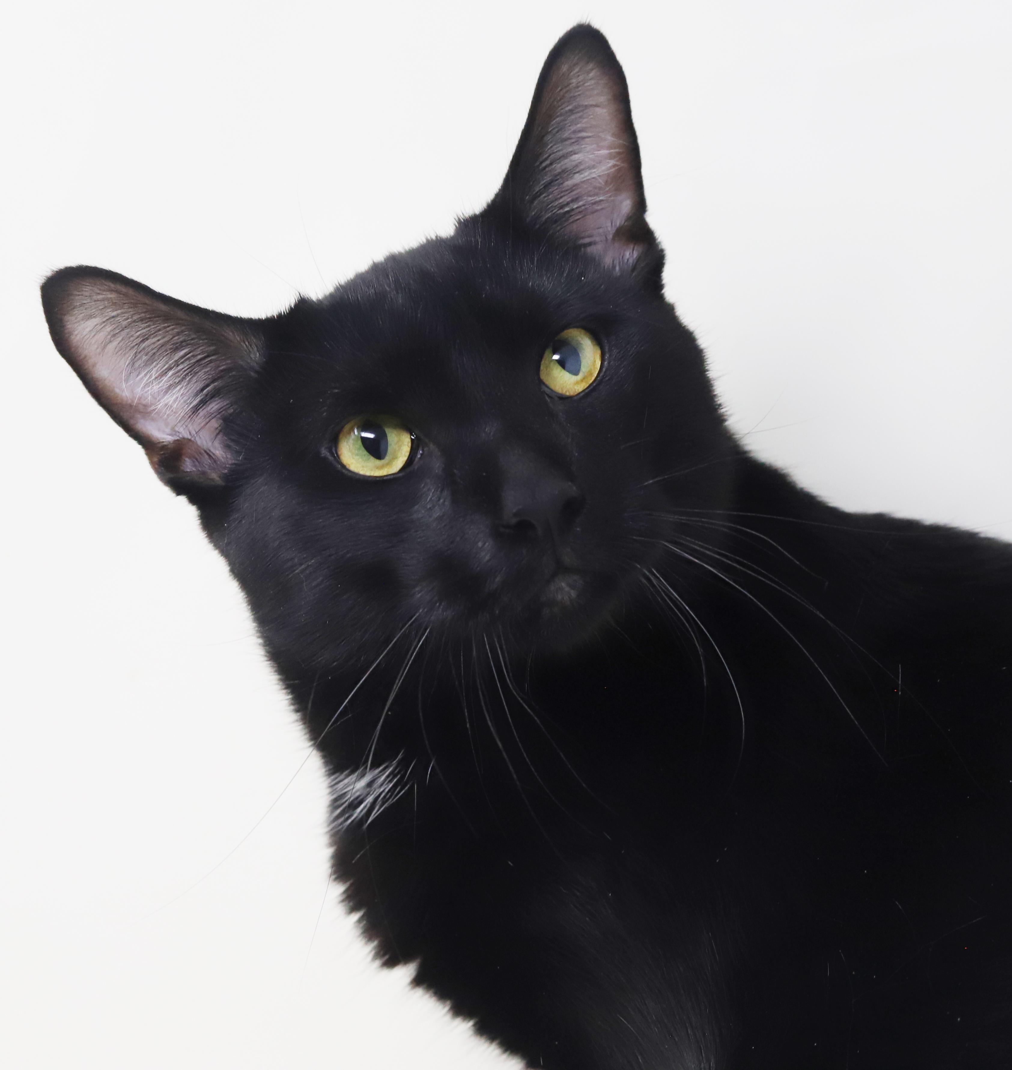 Enlarge Jeckle is nothing less than SPECTACULAR - HUGE GIANT LOVER!  Therapy cat x 10000000, a Adoptable Bombay in Bedford Hills, NY image 5/6