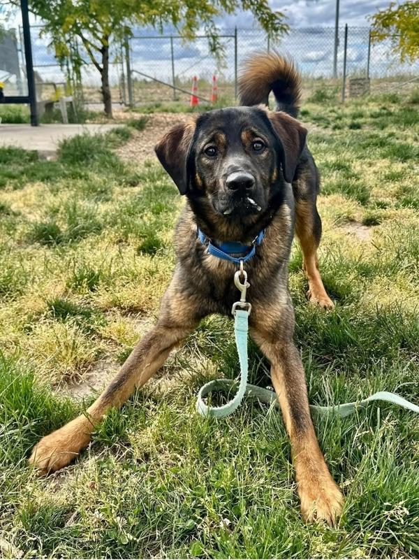 Enlarge Clooney, a Adoptable mixed breed in Salem, OR image 1/1