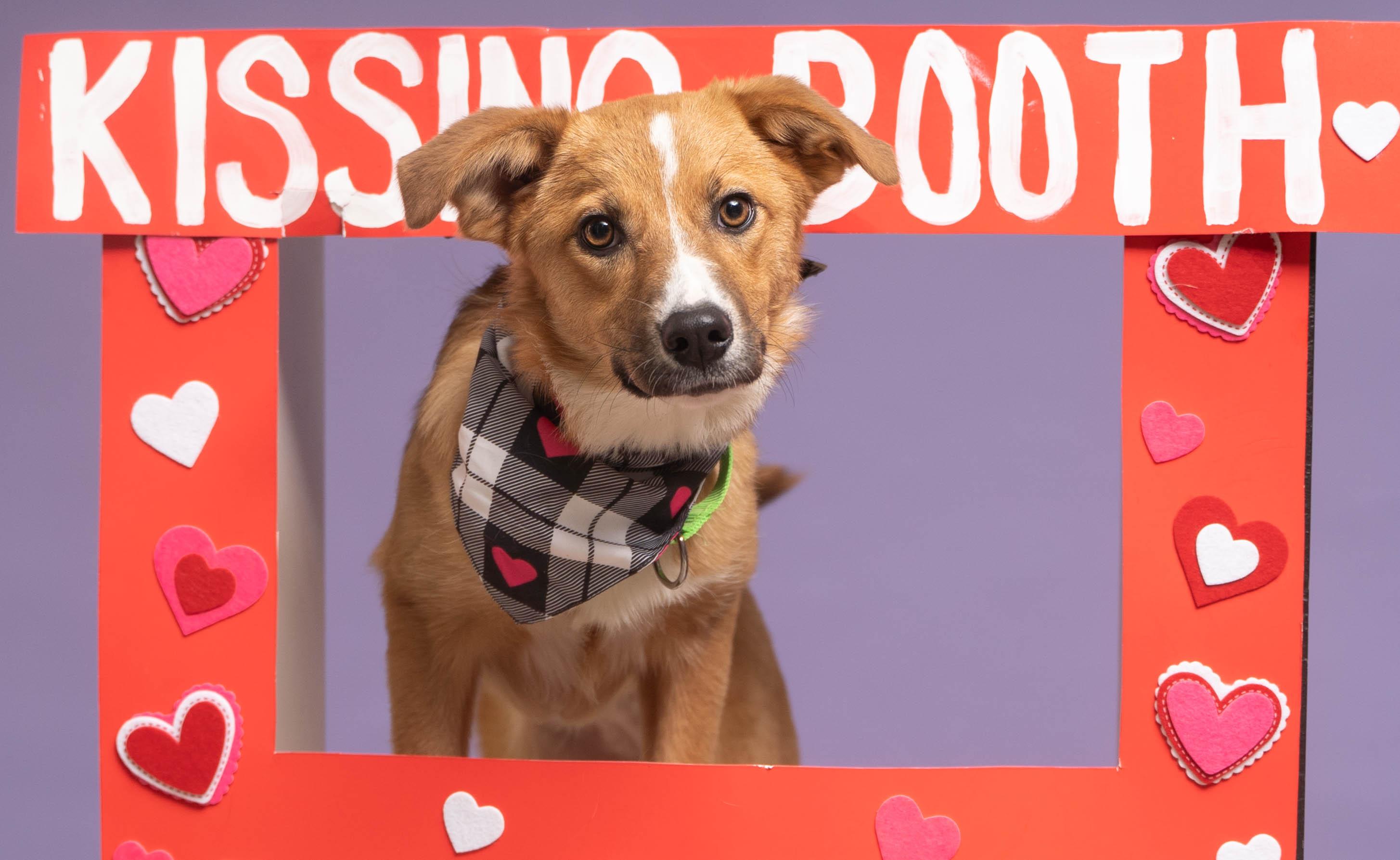 Nala, a ADOPTABLE Mixed Breed in Sioux Falls, SD image 2/6