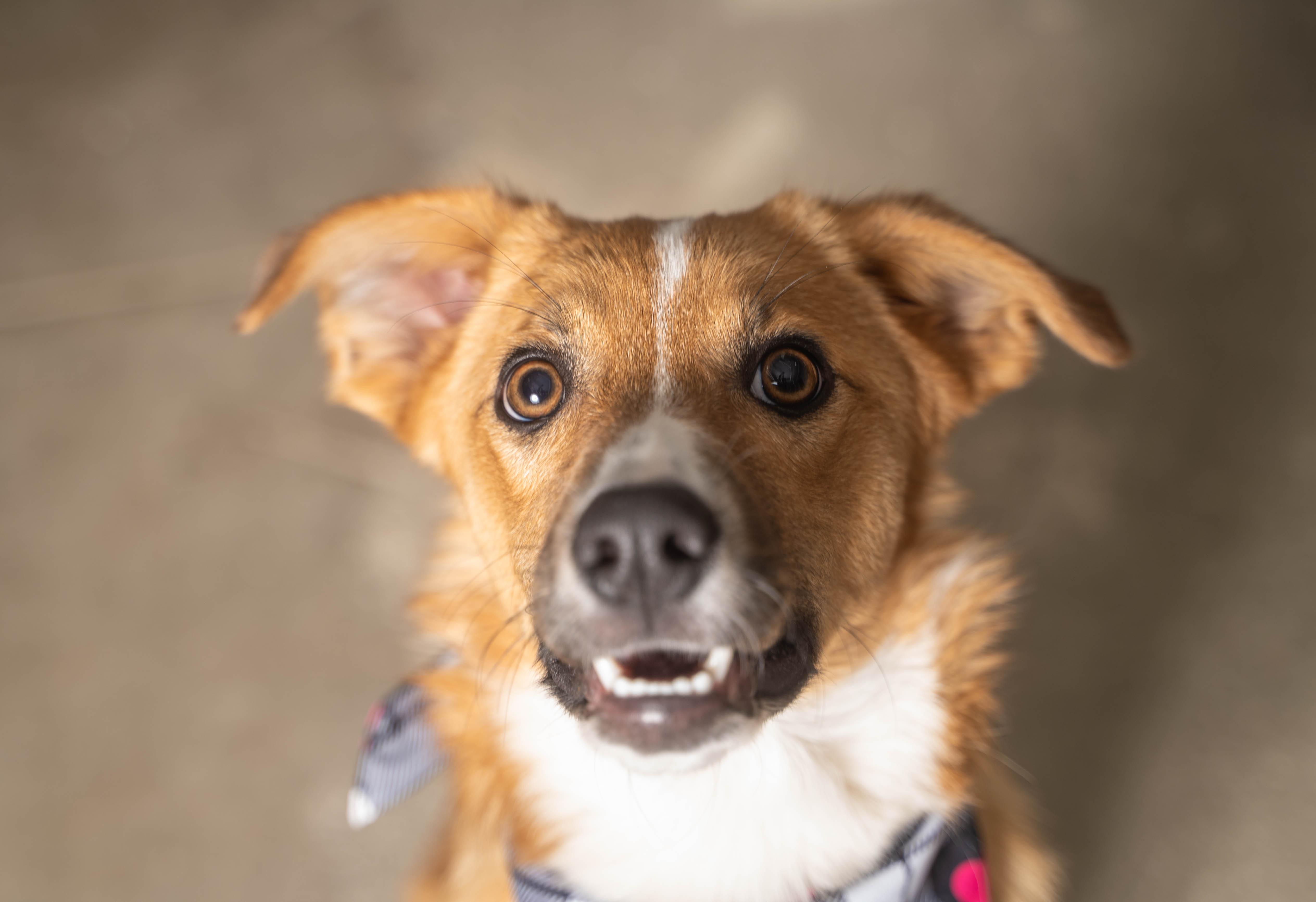 Nala, a ADOPTABLE Mixed Breed in Sioux Falls, SD image 1/6