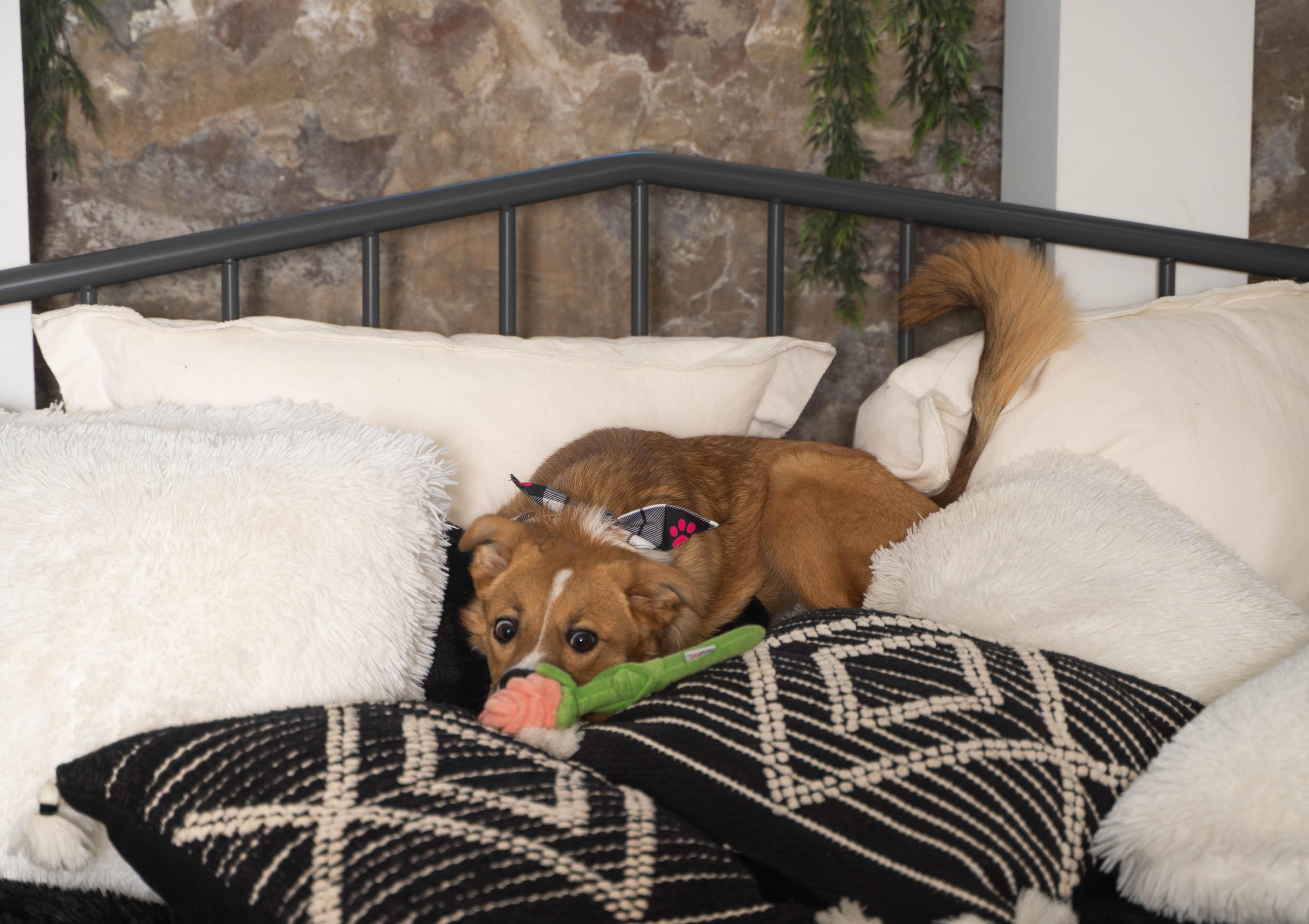 Nala, a ADOPTABLE Mixed Breed in Sioux Falls, SD image 4/6