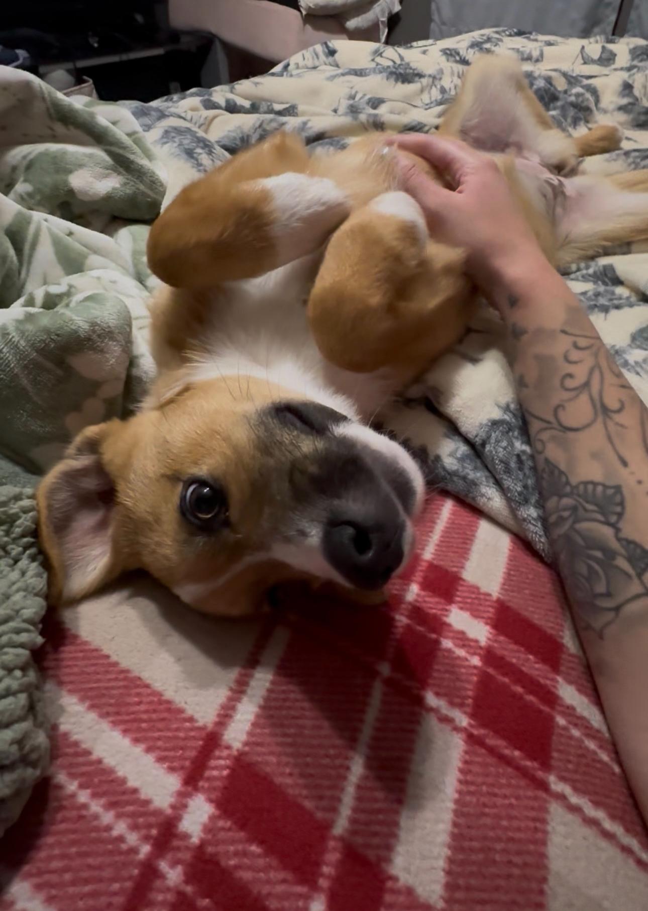 Nala, a ADOPTABLE Mixed Breed in Sioux Falls, SD image 5/6
