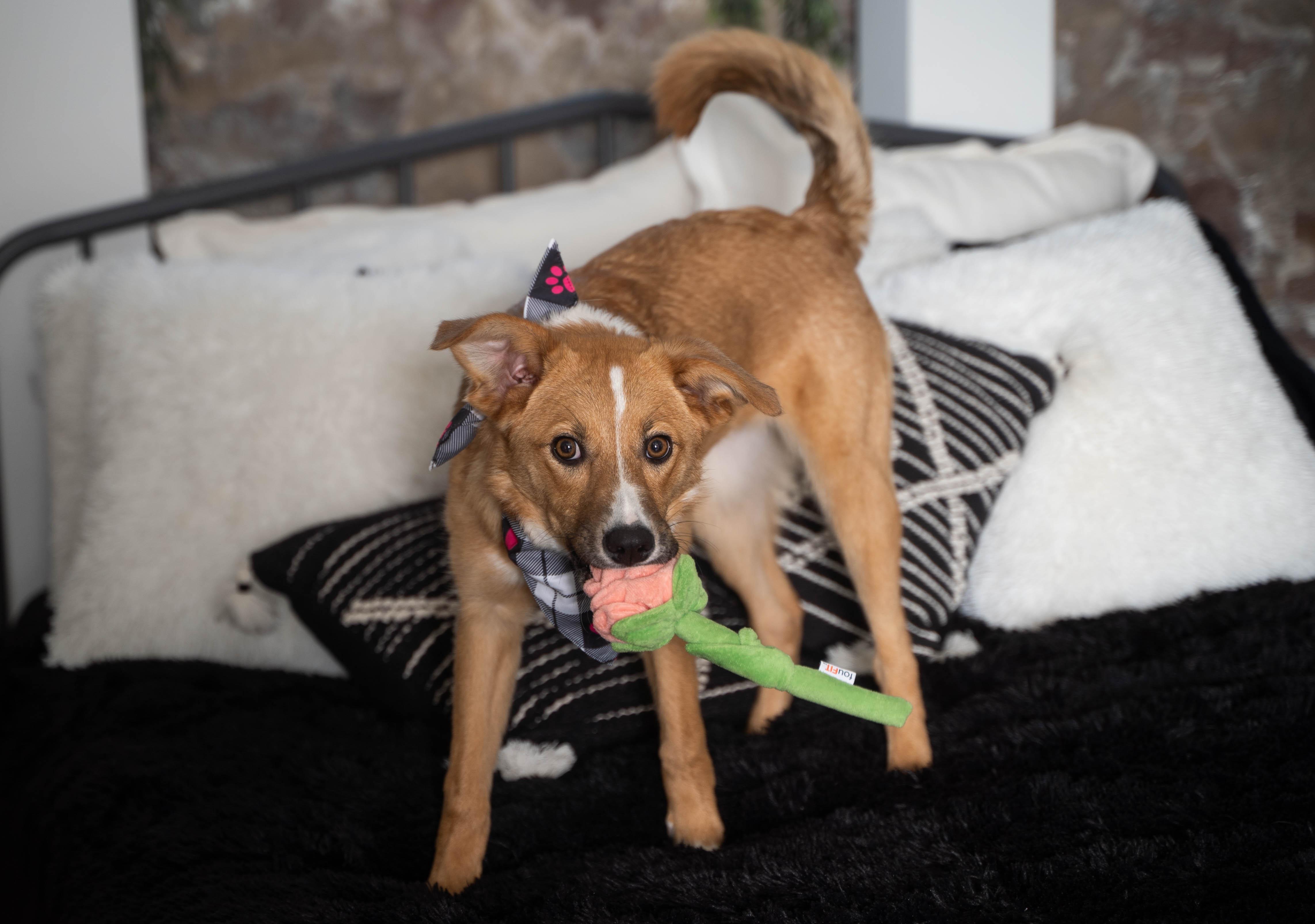 Nala, a ADOPTABLE Mixed Breed in Sioux Falls, SD image 3/6