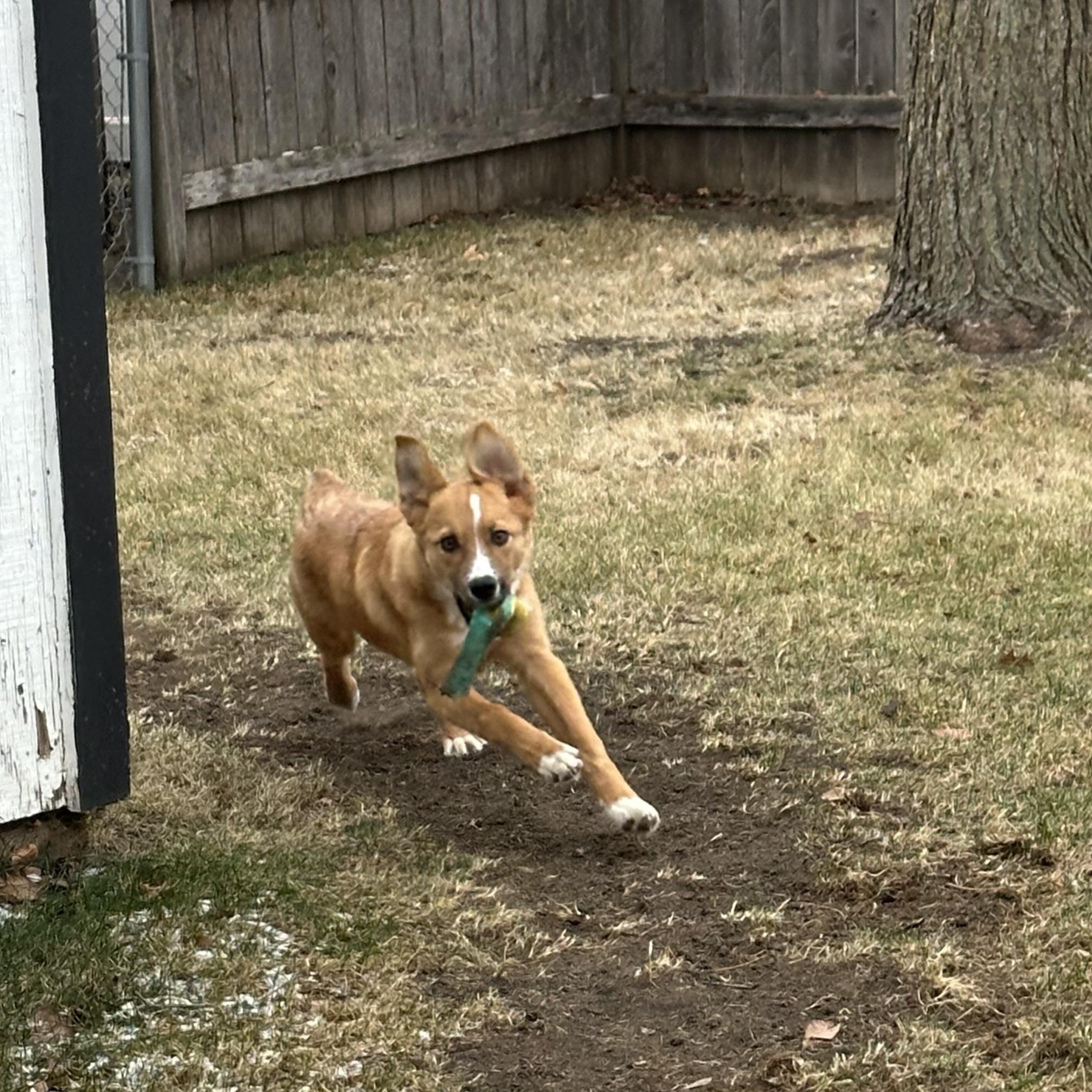 Nala, a ADOPTABLE Mixed Breed in Sioux Falls, SD image 6/6