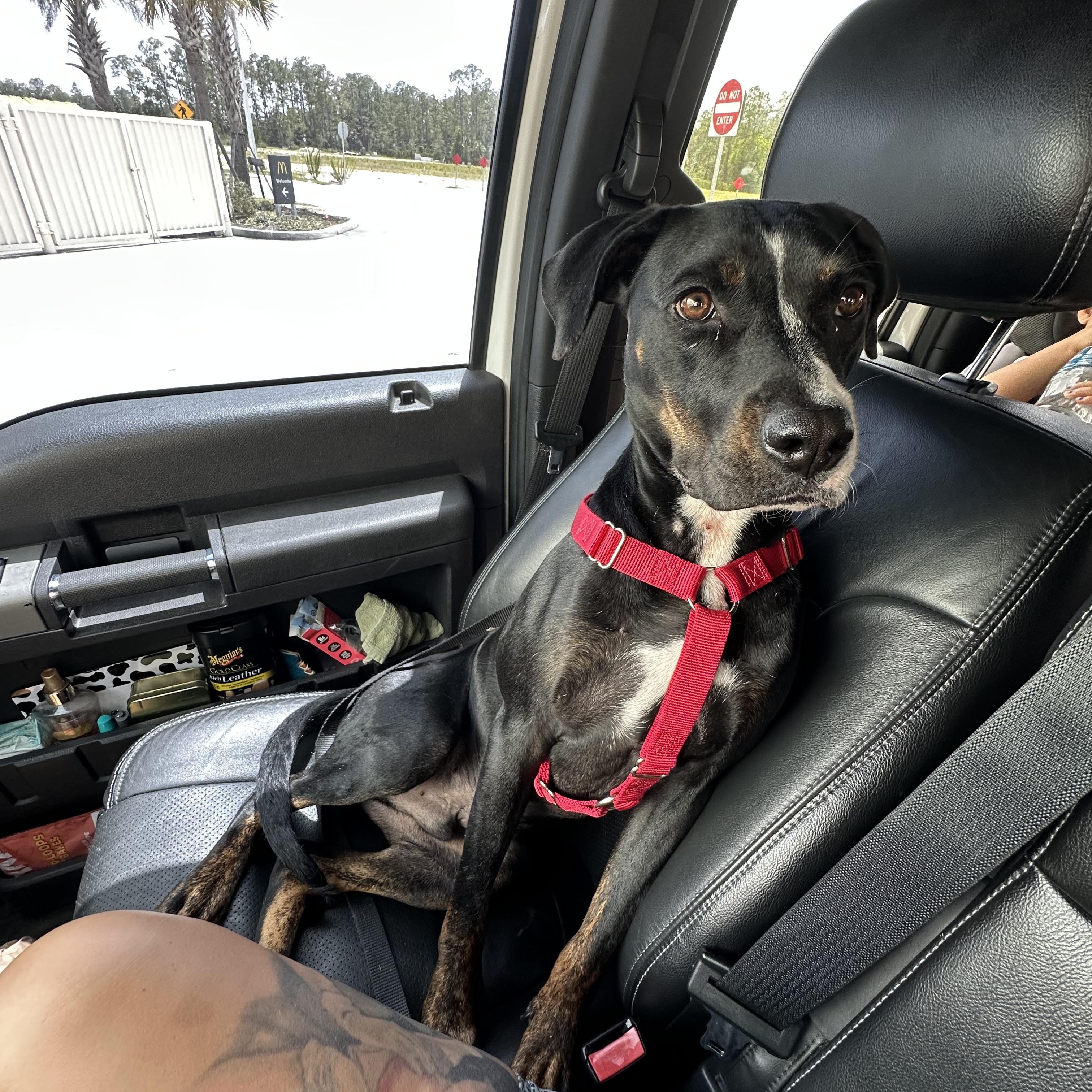 Ranger, a Adoptable mixed breed in Naples, FL image 6/6